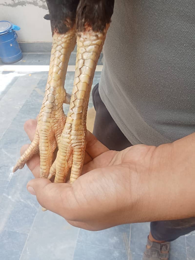 Aseel lasani vlate cross murga 9