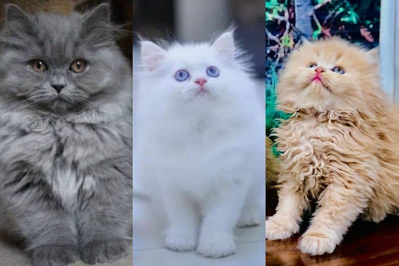 Persian triple coated punch face kitten available for sale 0