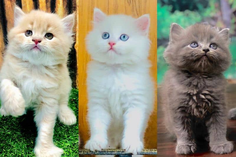 Persian triple coated punch face kitten available for sale 3