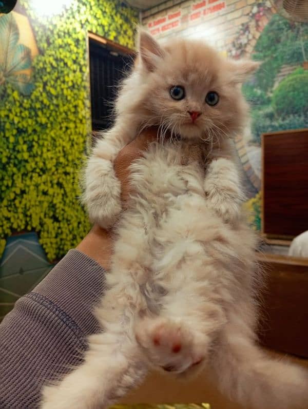 Persian triple coated punch face kitten available for sale 17