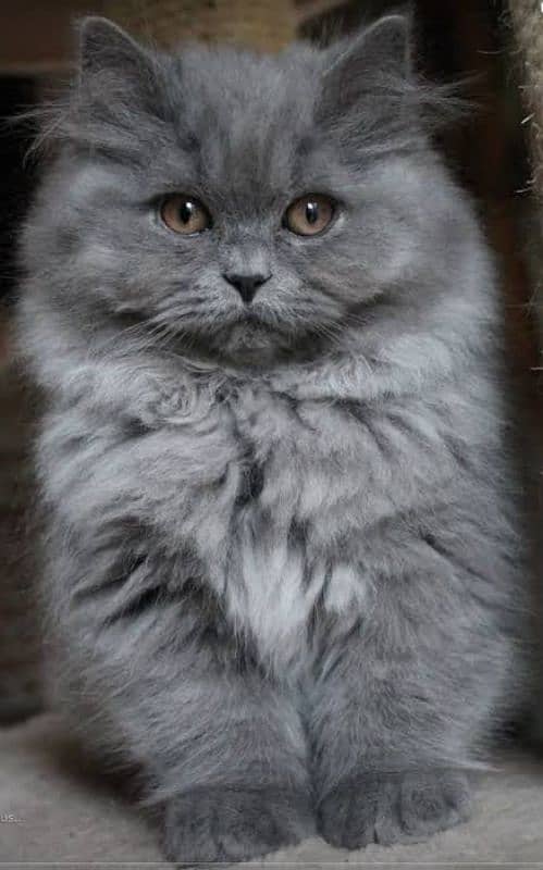 Persian triple coated punch face kitten available for sale 18