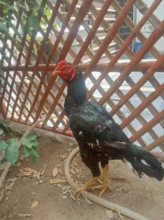 Aseel lasani  waliati cross