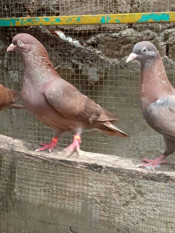 Indian breeder bachy available for sale description may num Diya ha 0
