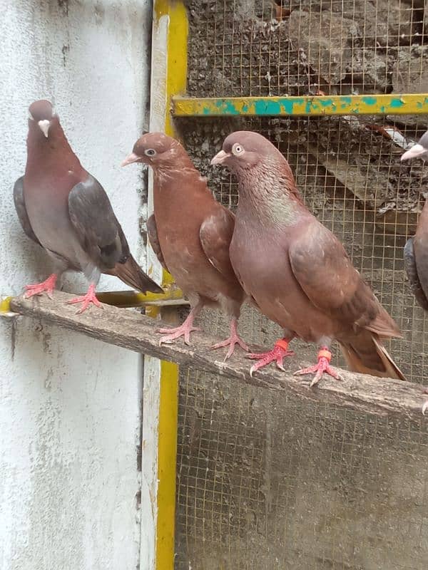 Indian breeder bachy available for sale description may num Diya ha 1