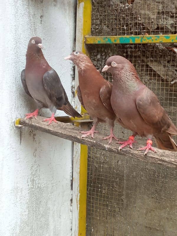 Indian breeder bachy available for sale description may num Diya ha 3