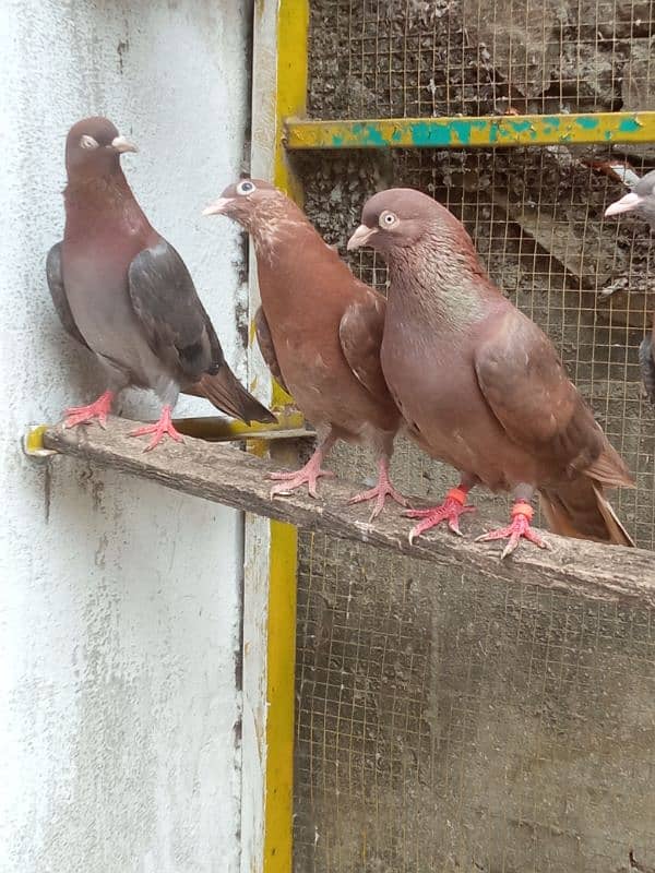 Indian breeder bachy available for sale description may num Diya ha 4