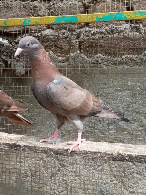 Indian breeder bachy available for sale description may num Diya ha 7