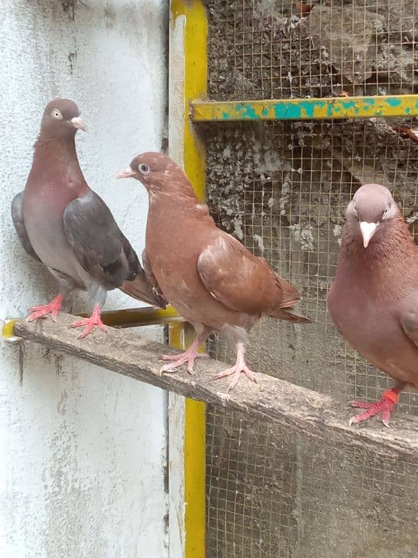 Indian breeder bachy available for sale description may num Diya ha 8