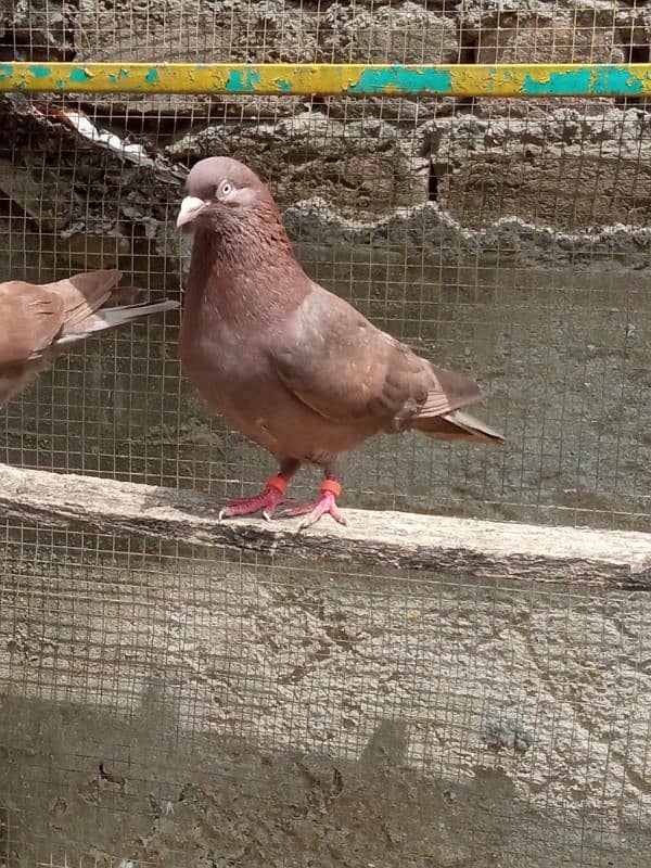 Indian breeder bachy available for sale description may num Diya ha 9