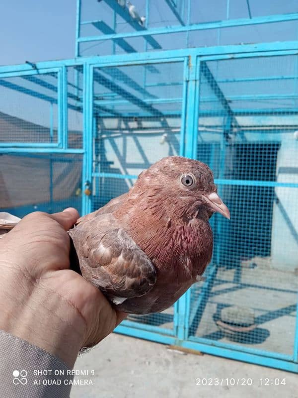 Indian breeder bachy available for sale description may num Diya ha 10