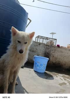 husky