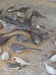peid doves