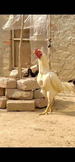 Heera