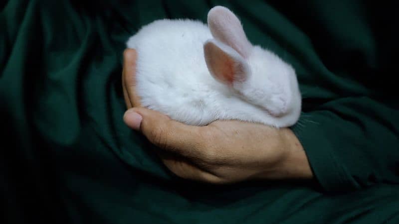 Rabbits babies, Rabbits kay bachy available 0