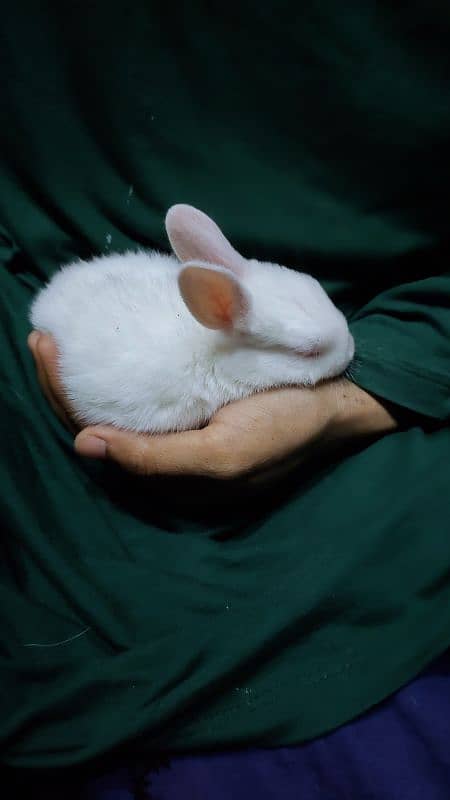 Rabbits babies, Rabbits kay bachy available 1