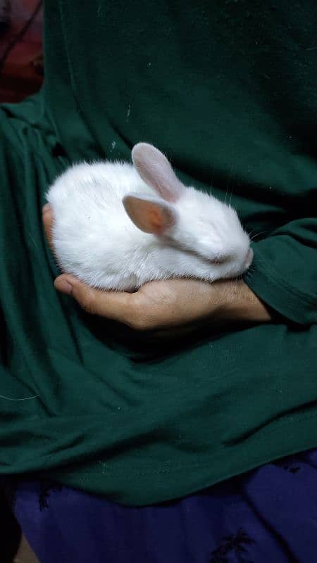 Rabbits babies, Rabbits kay bachy available 2