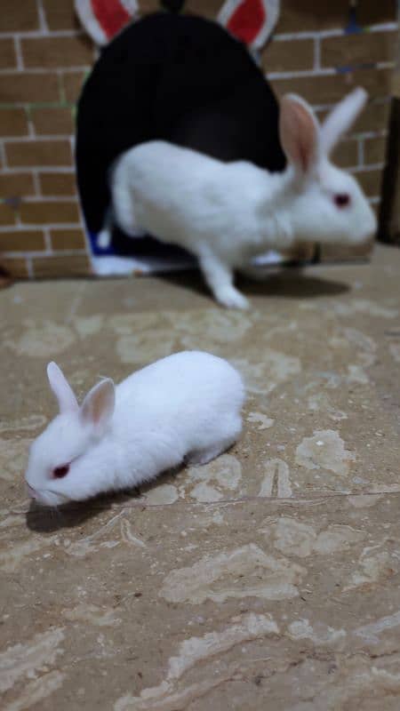 Rabbits babies, Rabbits kay bachy available 4