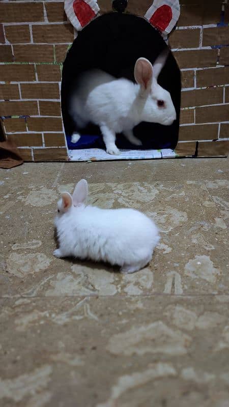Rabbits babies, Rabbits kay bachy available 5