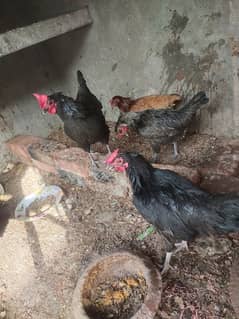 Desi murghiya for sale egg dy rhi han