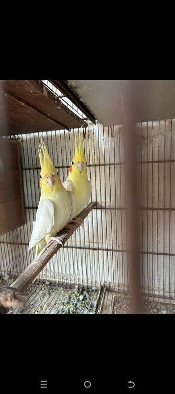 Cream Cocktail/Lovebird 1
