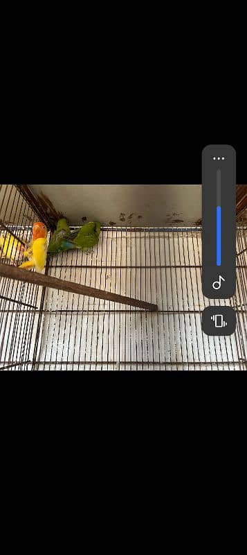 Cream Cocktail/Lovebird 5