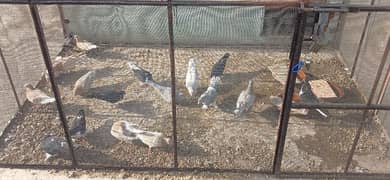 for sale