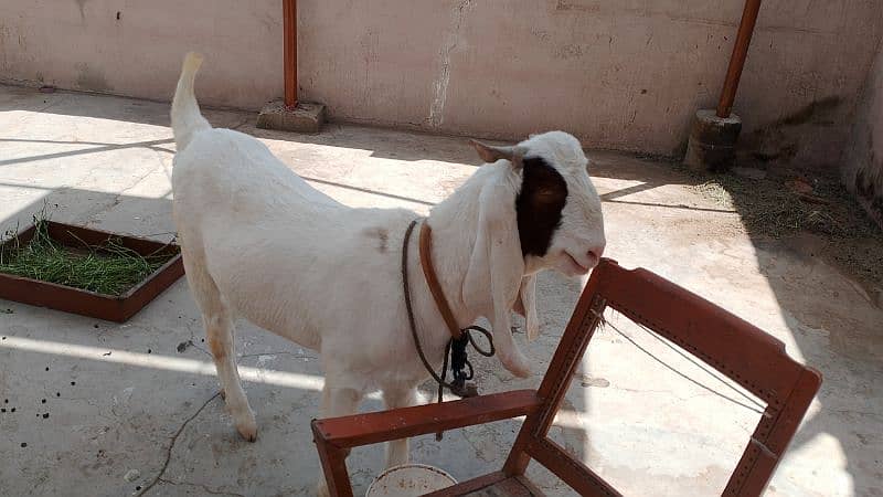 gulabi Bakra 2 dant 0