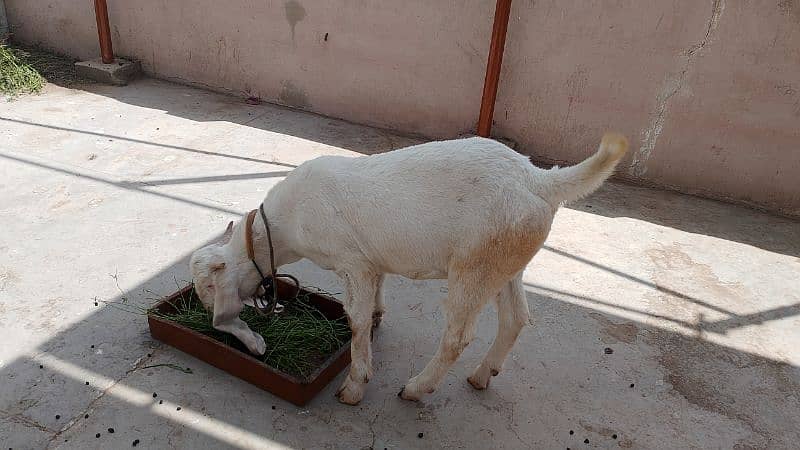 gulabi Bakra 2 dant 2