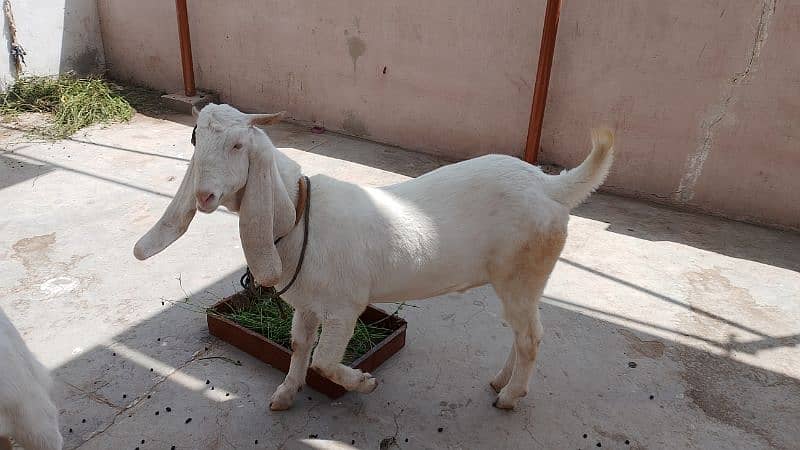 gulabi Bakra 2 dant 3