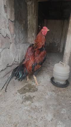 burmi