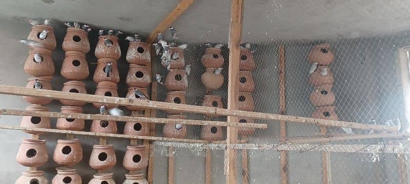 Java Finches White, Silver & Split White Silver 2