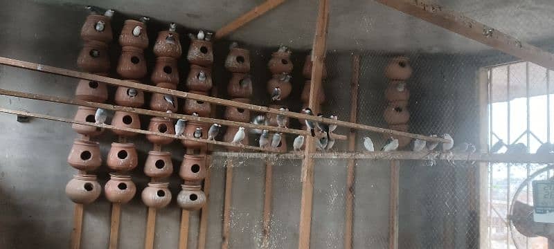 Java Finches White, Silver & Split White Silver 4