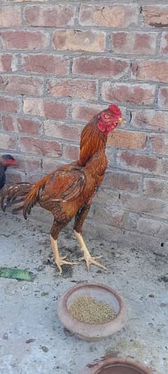 for
