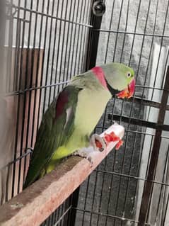 Breeder pair kashmri Raw