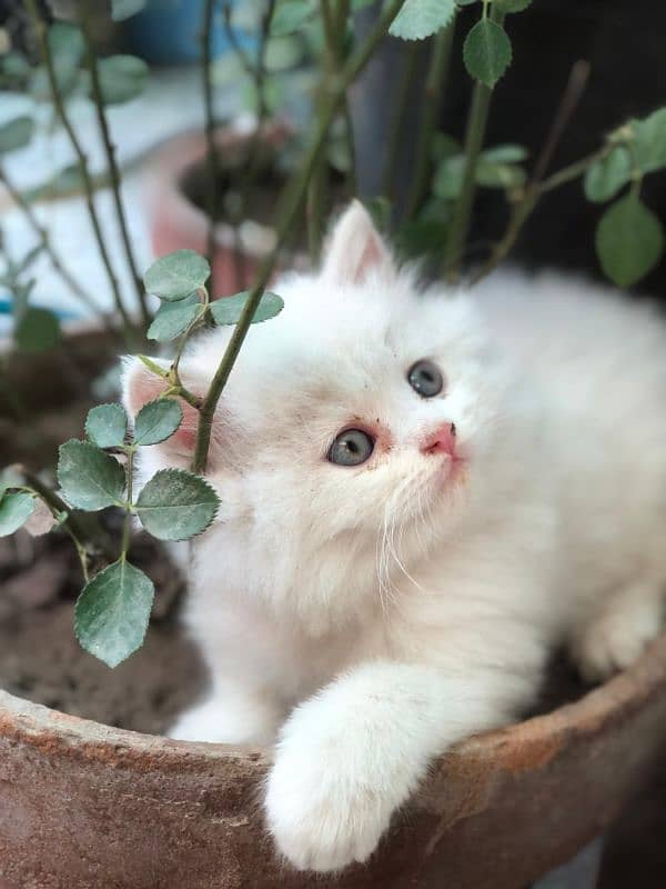 1 kitten 0