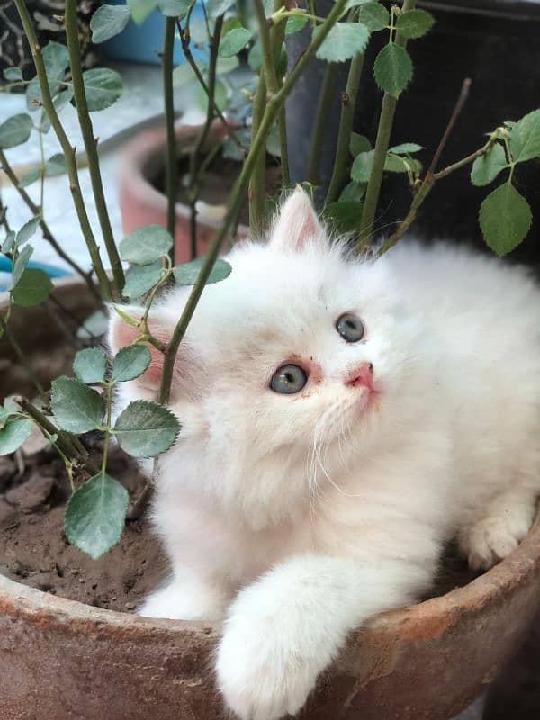 1 kitten 1