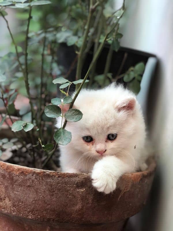 1 kitten 3