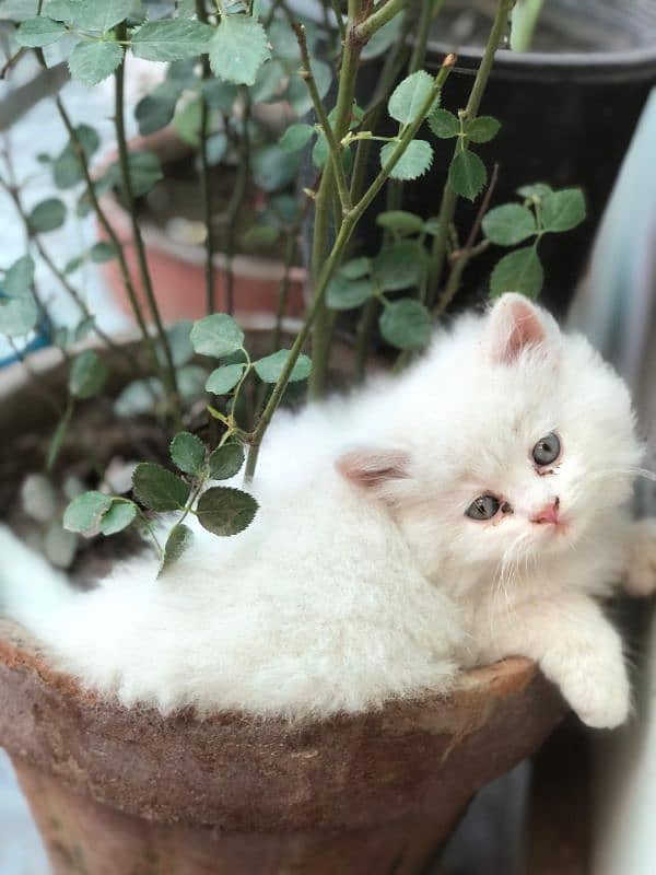 1 kitten 5
