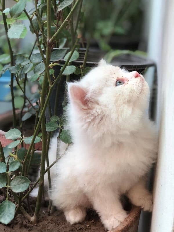 1 kitten 6