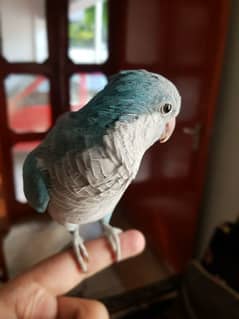 blue