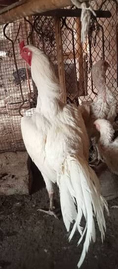 Heera