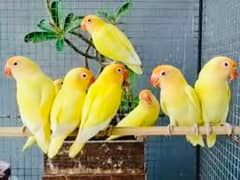 Cremino| albino red eye| Parblue split ino| split opaline for sale