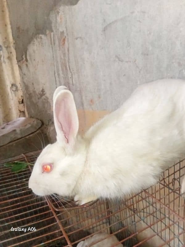 white rabit red eyes 0