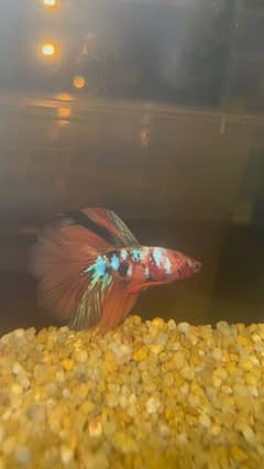 exotic betta fish and normal betta fish available