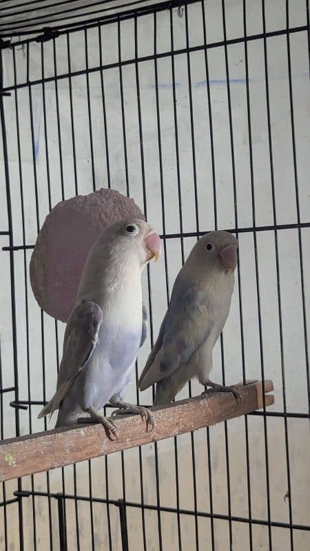 Love Birds Setup For Sale In Cheap Price 0