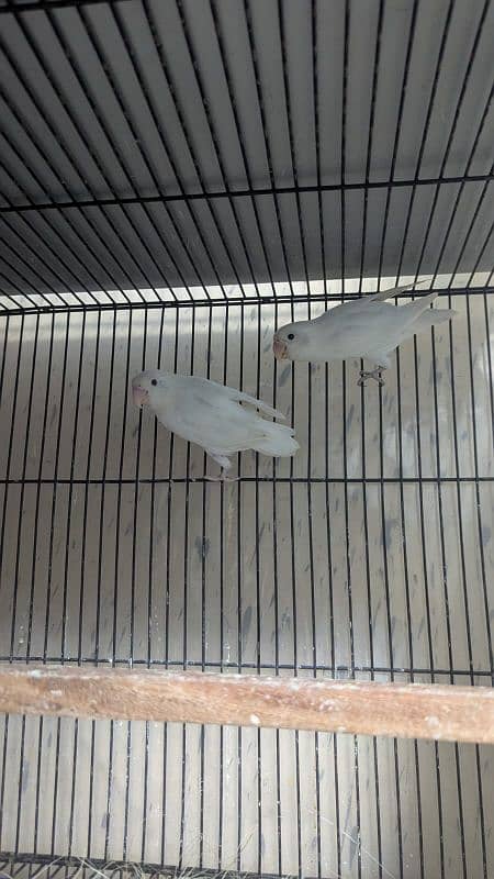 Love Birds Setup For Sale In Cheap Price 1