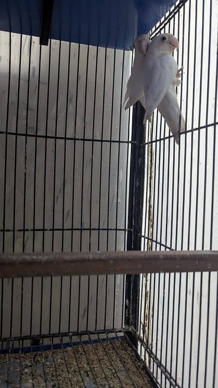 Love Birds Setup For Sale In Cheap Price 2