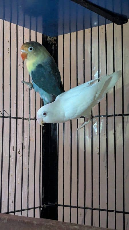Love Birds Setup For Sale In Cheap Price 3