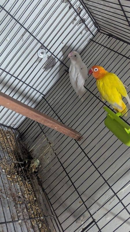 Love Birds Setup For Sale In Cheap Price 4