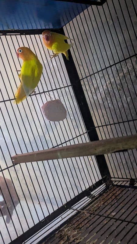 Love Birds Setup For Sale In Cheap Price 5